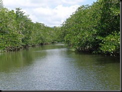 New  Ibajay mangrove
