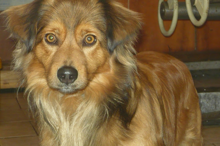 csib%C3%A9sz%20%C3%A9s%20rudolf%20003.JPG