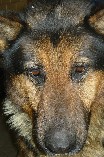 csib%C3%A9sz%20%C3%A9s%20rudolf%20006.JPG