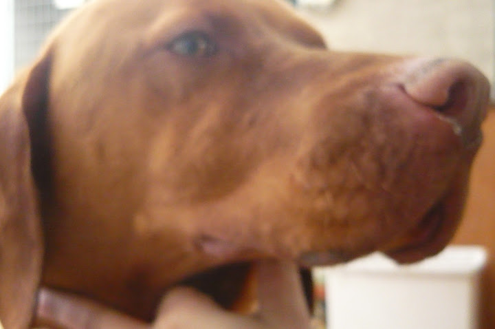 vizsla%20006.JPG