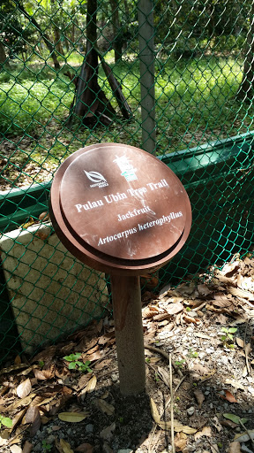 Ubin Jackfruit Trail