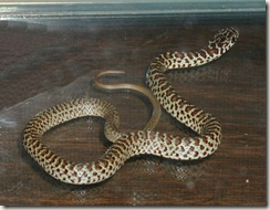 juvenile Yellow-bellied Racer