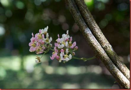 foto flores de ayahuasca