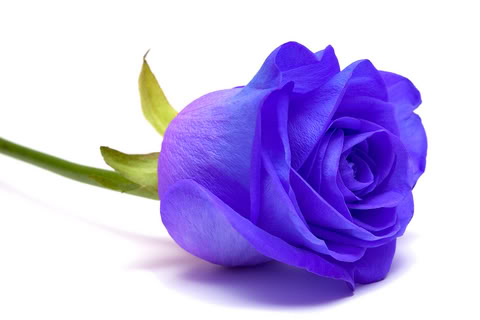 rosa3pl.png
