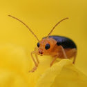 Flea beetle 大琉璃金花蟲