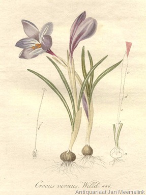 20038.Iridaceae - Crocus vernus