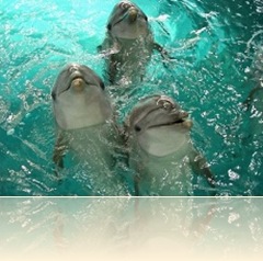 Dolphins Dubai