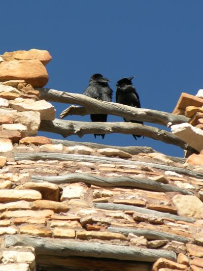two ravens on Watchtower.jpg