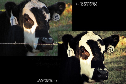 cow edit