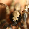 Wolf Spider