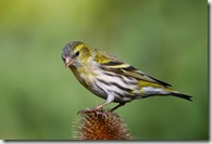 shutterstock_36786505 shutterstock_36786505