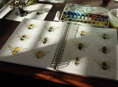 [bees sketchbook[3].jpg]