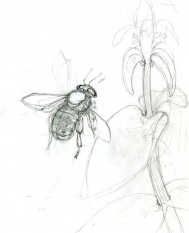 [woolcarder sketch small[3].jpg]