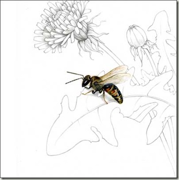 Lasioglossum cal Lasioglossum cal
