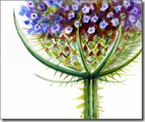 teasel copy teasel copy