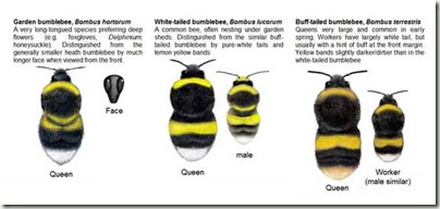 3 bees