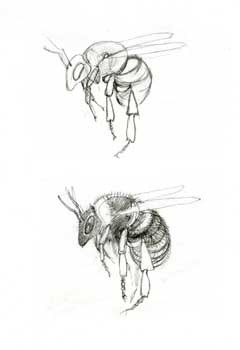 [beesketchesfinalhortorussm1.jpg]