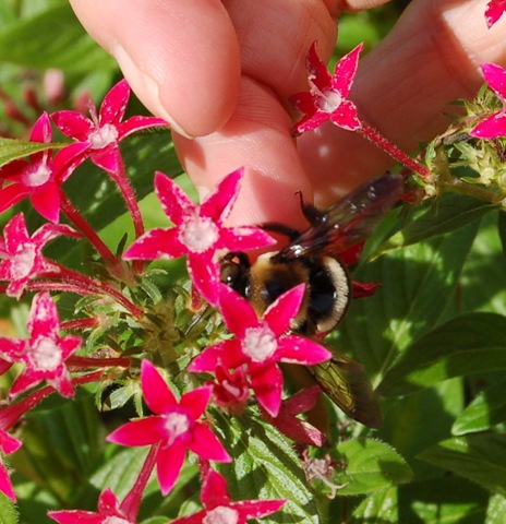 [bee help[4].jpg]