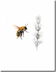 Common Carder Bee, Bombus pascuorum