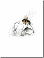 Snailshell Bee
