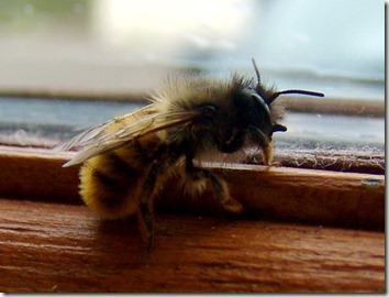 osmia at window