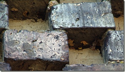 bee nest holes