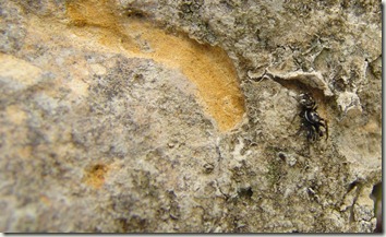 zebra spider