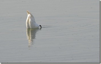 swan2