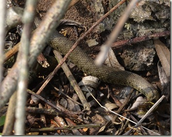 grass snake