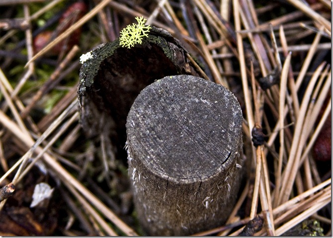 moss on rim of stump