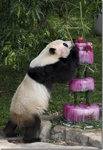 Panda_Birthday3