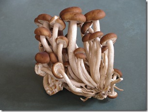 mushrooms_0008