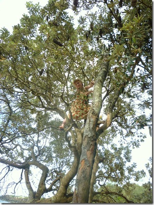 78 treeclimbing