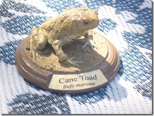 76 cane toad workshop