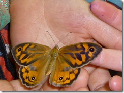 077 butterfly