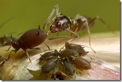 ants_aphids_sugar
