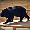 Asiatic Black Bear