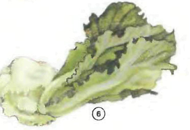lettuce Vegetables food