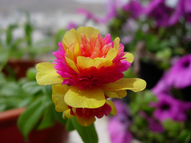 Muda De Verdolaga, Uma Espécie Rara De Onze Horasportulaca (Plantas Muda De Verdolaga, Uma Espécie Rara De Onze Horasportulaca (Plantas