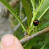 Twice-Stabbed Cactus Lady Beetle