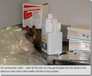 24 8 09 Hornsby Hospital Possum