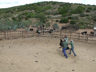 [a4118 Gaelyn riding ostrich Cango Ostrich Farm R328 Little Karoo Western Cape ZA[2].jpg]