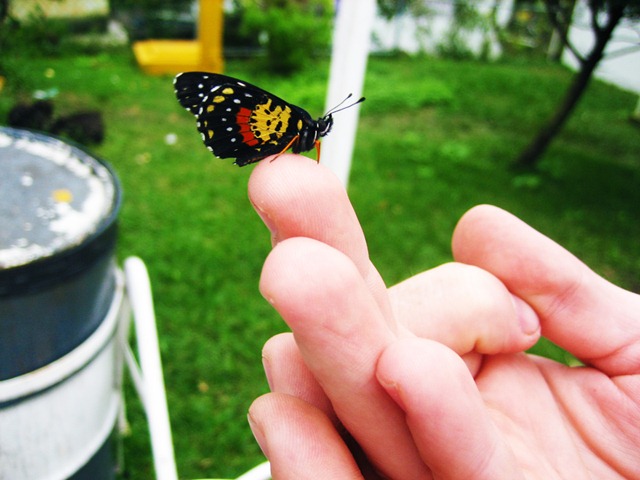[Butterfly on Finger[6].jpg]