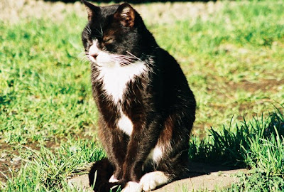 feral cat photo, tom cat black and white