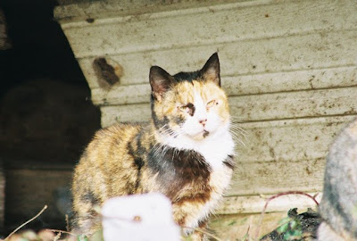 feral kitten calico girl cat