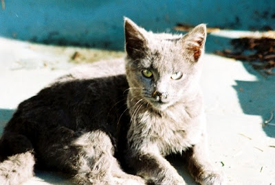 Feral Kitten Blue, feral cat of the day photo
