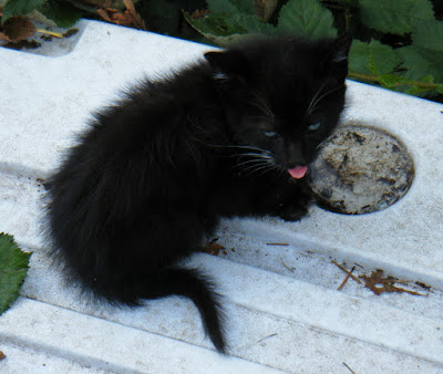 little black feral kitten gets a drink of water