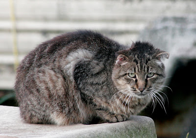 Punk Tom the flat-eared feral tabby cat returns