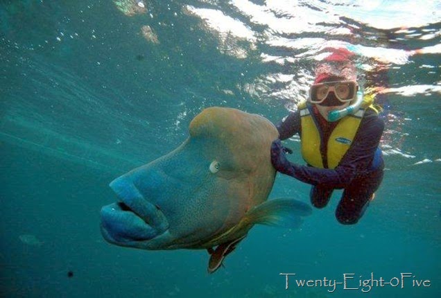 Great Barrier Reef