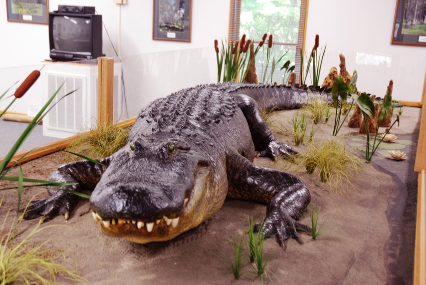 [alligator display.jpg]